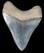 Beautiful, Fossil Megalodon Tooth - Georgia #41580-1